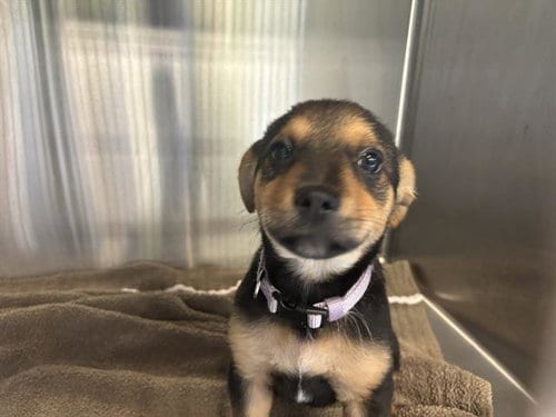 Photo of Paprika, adoptable German Shepherd Dog in Grand Prairie, Texas