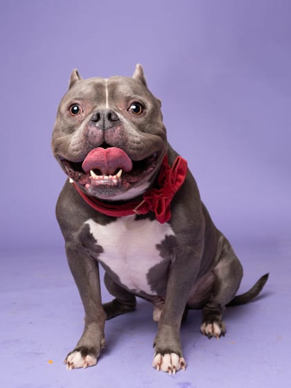 Photo of Duece, adoptable dog in Atlanta, Georgia