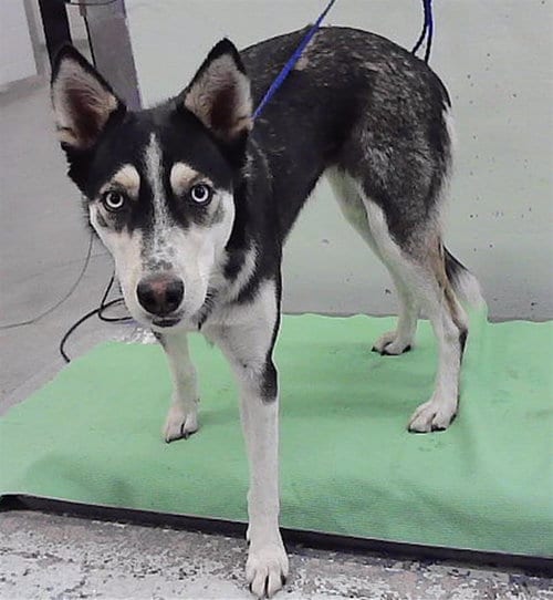 Photo of Lola, adoptable Husky in Houston, Texas