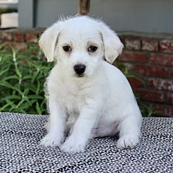 Photo of Orbit, adoptable Terrier (Unknown Type, Small) in Valley Glen, California
