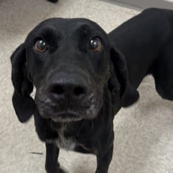 Photo of Blue Stone River, adoptable Hound (Unknown Type) in Chatham, Virginia
