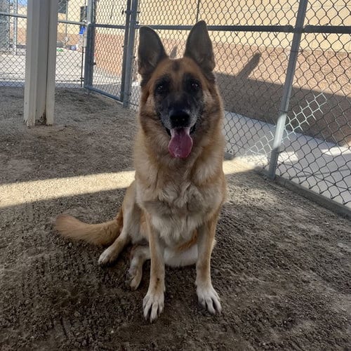 Photo of Luna, adoptable German Shepherd Dog in Thousand Palms, California