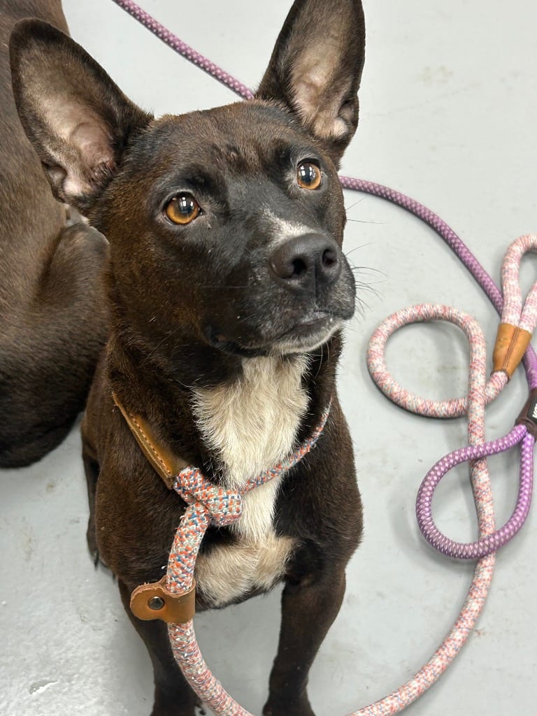 Photo of Mariah, adoptable Terrier in Hartsville, South Carolina