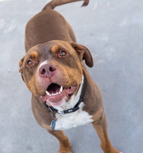 Photo of Loki, adoptable Pit Bull Terrier in Knoxville, Iowa
