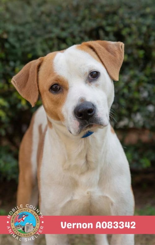 Photo of Vernon, adoptable Staffordshire Bull Terrier in Mobile, Alabama