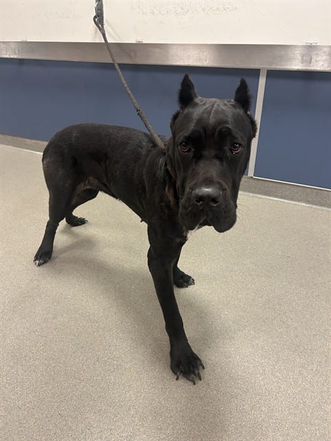 Photo of Coco, adoptable Cane Corso in Miami, Florida