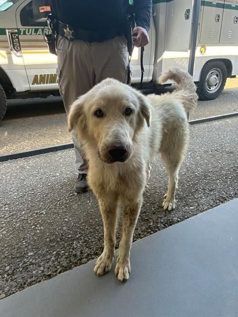 Photo of Tank, adoptable Great Pyrenees in Visalia, California