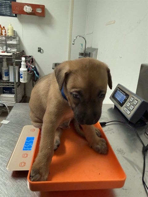 Photo of Baked Bean, adoptable Pit Bull Terrier in Bakersfield, California
