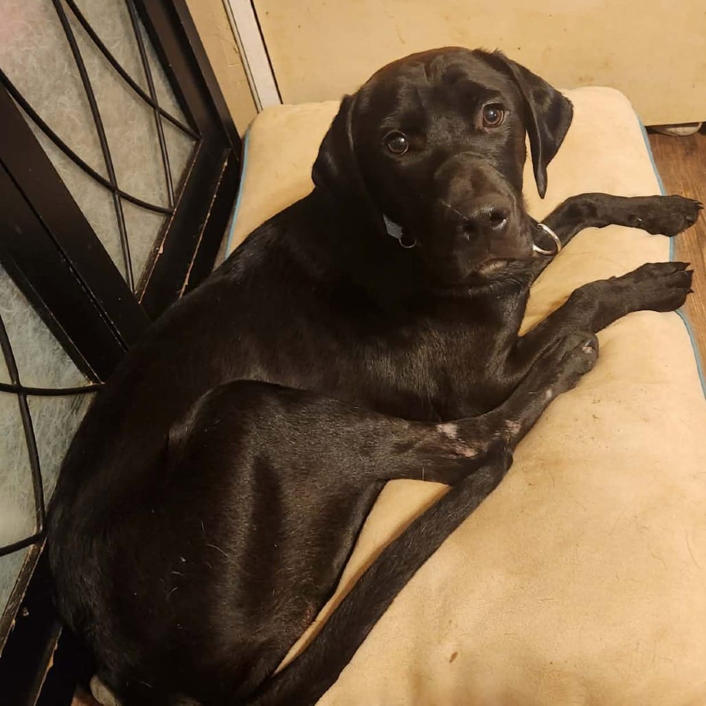 Photo of Oreo, adoptable Retriever, Labrador / Mix in Oklahoma-based; Northeast placements, Oklahoma