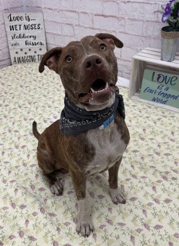 Photo of Rocko Star, adoptable Pit Bull Terrier in Detroit, Michigan