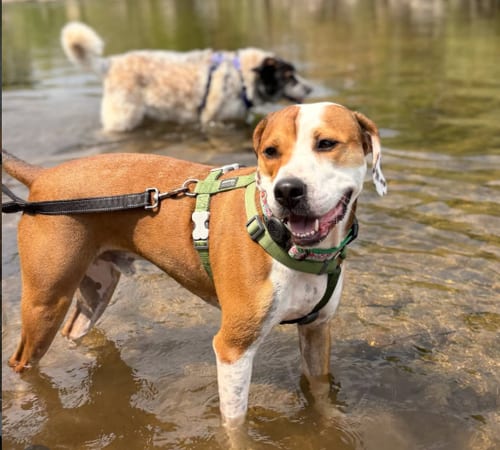 Photo of Otis, adoptable Hound in Aurora, Colorado