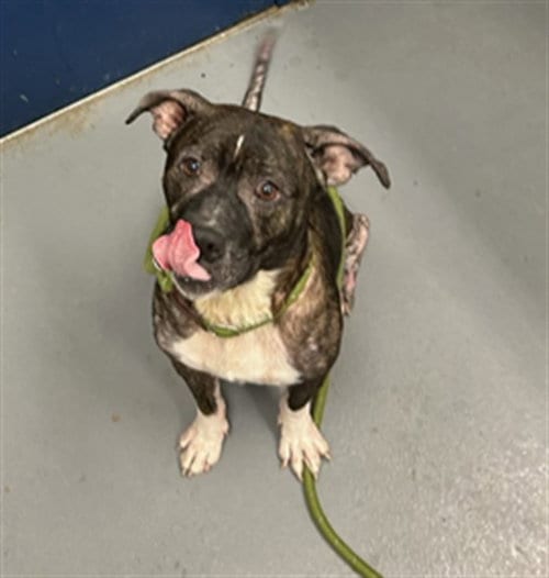Photo of Wendy Lou, adoptable Pit Bull Terrier in Peoria, Illinois