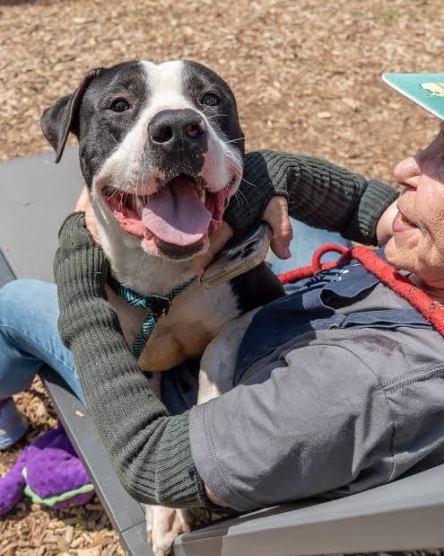 Photo of Waldorf, adoptable American Pit Bull Terrier in Port Richey, Florida