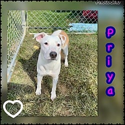 Photo of Priya, adoptable Labrador Retriever Mixed Breed (Medium) in Blountville, Tennessee