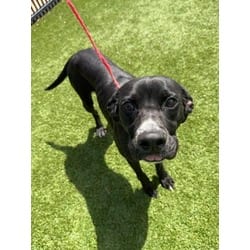 Photo of Wiley, adoptable American Pit Bull Terrier in Baton Rouge, Louisiana