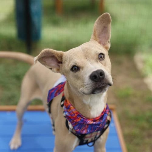 Photo of Bubba, adoptable American Staffordshire Terrier in San Antonio, Texas