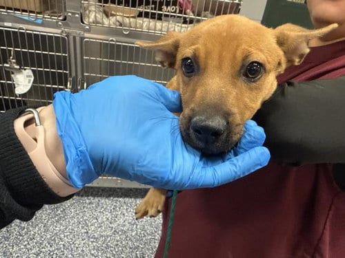 Photo of A1941041, adoptable Chihuahua in Thousand Palms, California