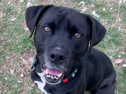 Photo of Tucker, adoptable dog in Georgetown, Texas