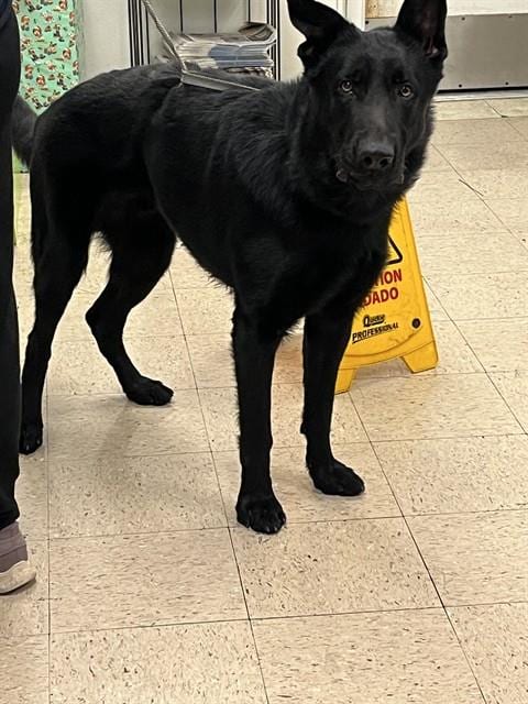 Photo of Kai, adoptable German Shepherd Dog in Killeen, Texas
