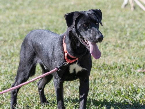 Photo of Blaziken, adoptable Labrador Retriever in Haw River, North Carolina