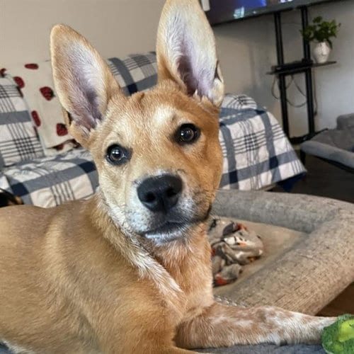 Photo of Chavela, adoptable Australian Cattle Dog/Blue Heeler in San Antonio, Texas
