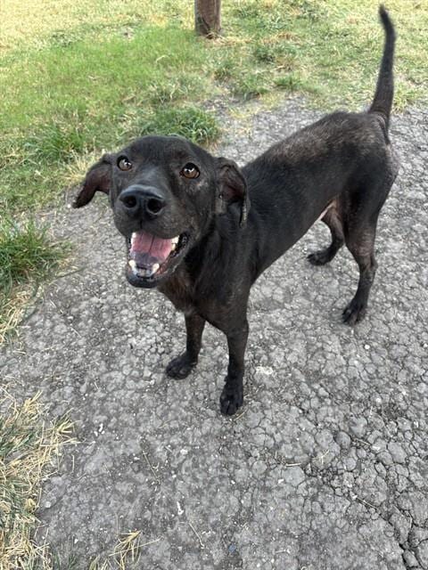 Photo of Panther, adoptable Labrador Retriever in Corpus Christi, Texas