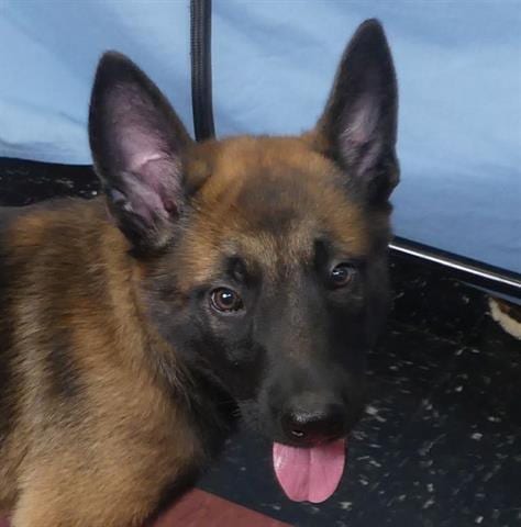 Photo of Huey, adoptable Belgian Shepherd Malinois in Ukiah, California