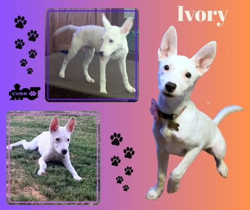 Photo of Ivory (Puppy), adoptable Terrier in Lindsay, California