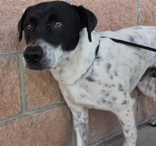Photo of Chamaco, adoptable Labrador Retriever in San Antonio, Texas