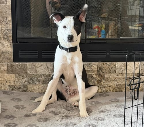 Photo of Asher, adoptable Pit Bull Terrier in OKLAHOMA CITY, Oklahoma