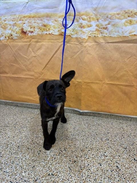 Photo of Nutella, adoptable Border Terrier in Miami, Florida