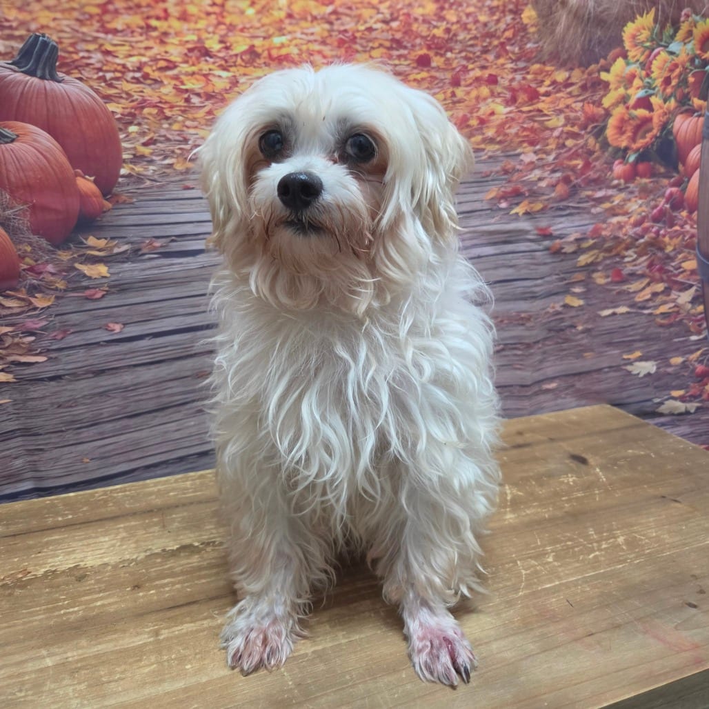 Photo of Tua, adoptable Maltese in Normal, Illinois
