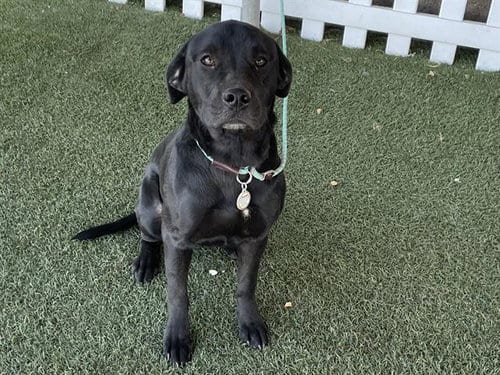 Photo of A615288, adoptable Labrador Retriever in Modesto, California