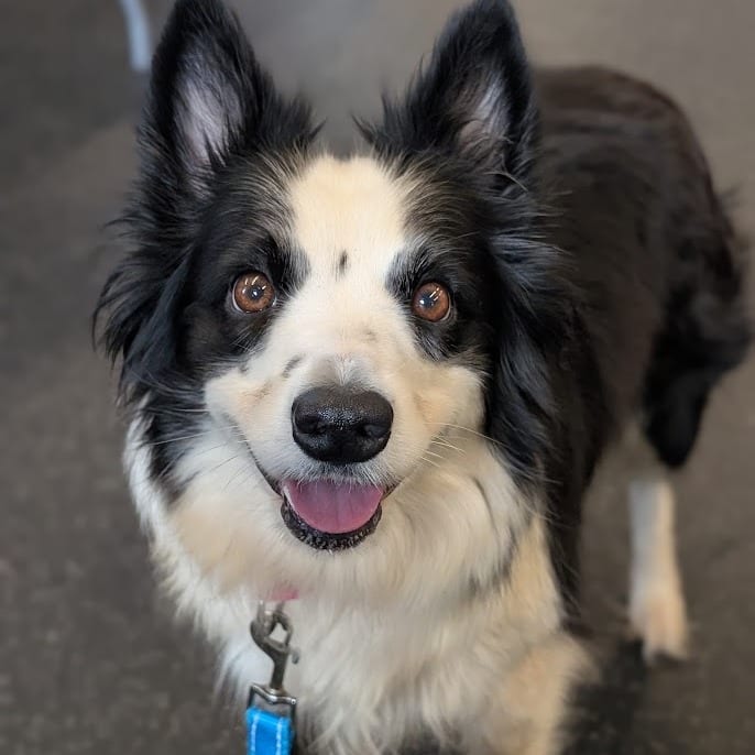 Photo of Luna, adoptable Mixed Breed (Medium) / Collie, Border in West Olive, Michigan