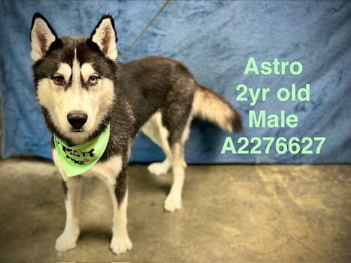 Photo of Astro, adoptable Siberian Husky in Chatsworth, California