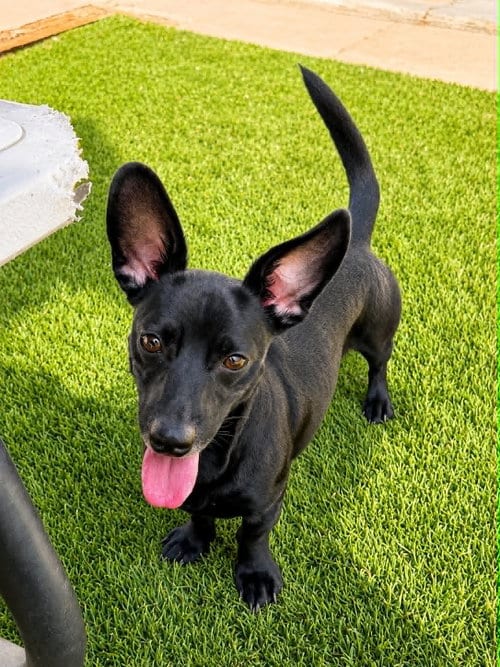 Photo of Echo, adoptable Dachshund in La Verne, California
