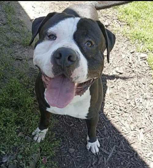 Photo of Butchy, adoptable Pit Bull Terrier in Kankakee, Illinois