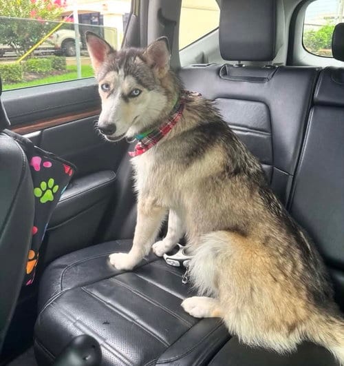 Photo of Shiloh, adoptable Siberian Husky in Carrollton, Texas