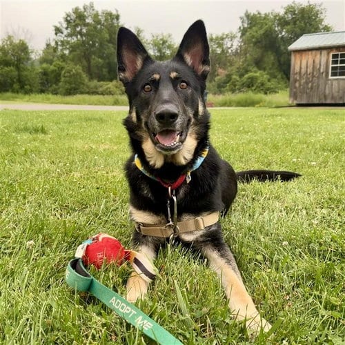 Photo of Freya, adoptable German Shepherd Dog in Gloversville, New York