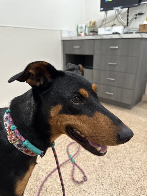 Photo of Jessie, adoptable Unknown breed in Buffalo, Minnesota