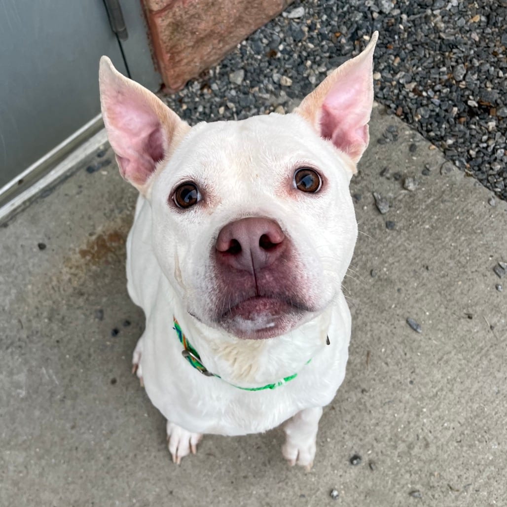 Photo of Ziva, adoptable Mixed Breed (Medium) in Fredericksburg, Virginia