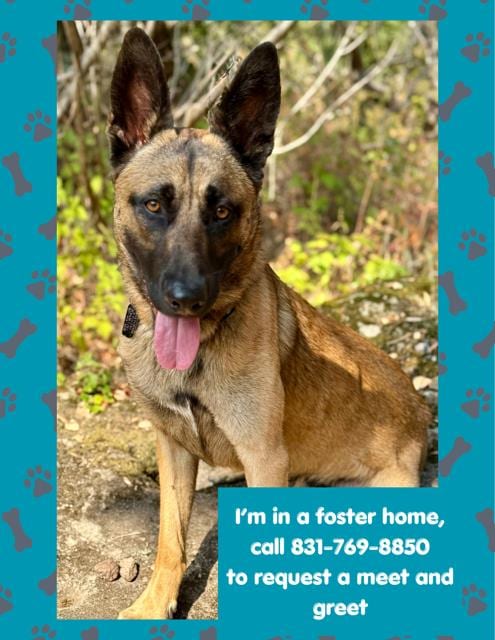 Photo of Knox, adoptable Belgian Shepherd Malinois in Salinas, California