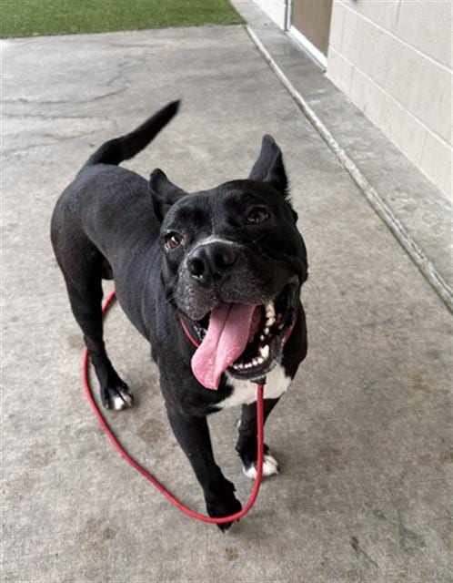 Photo of Barry, adoptable Pit Bull Terrier in Baytown, Texas