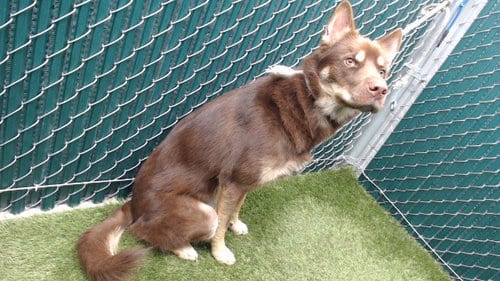 Photo of Nuka, adoptable Siberian Husky in Downey, California