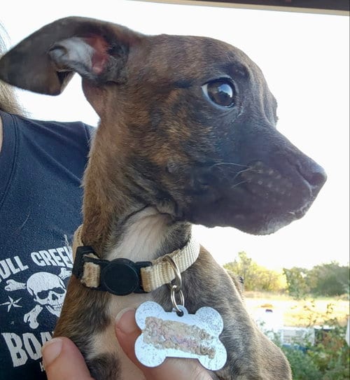 Photo of Beans, adoptable Boston Terrier in Plano, Texas