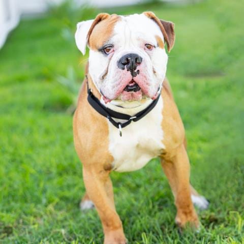 Photo of Uno, adoptable American Bulldog in Camarillo, California