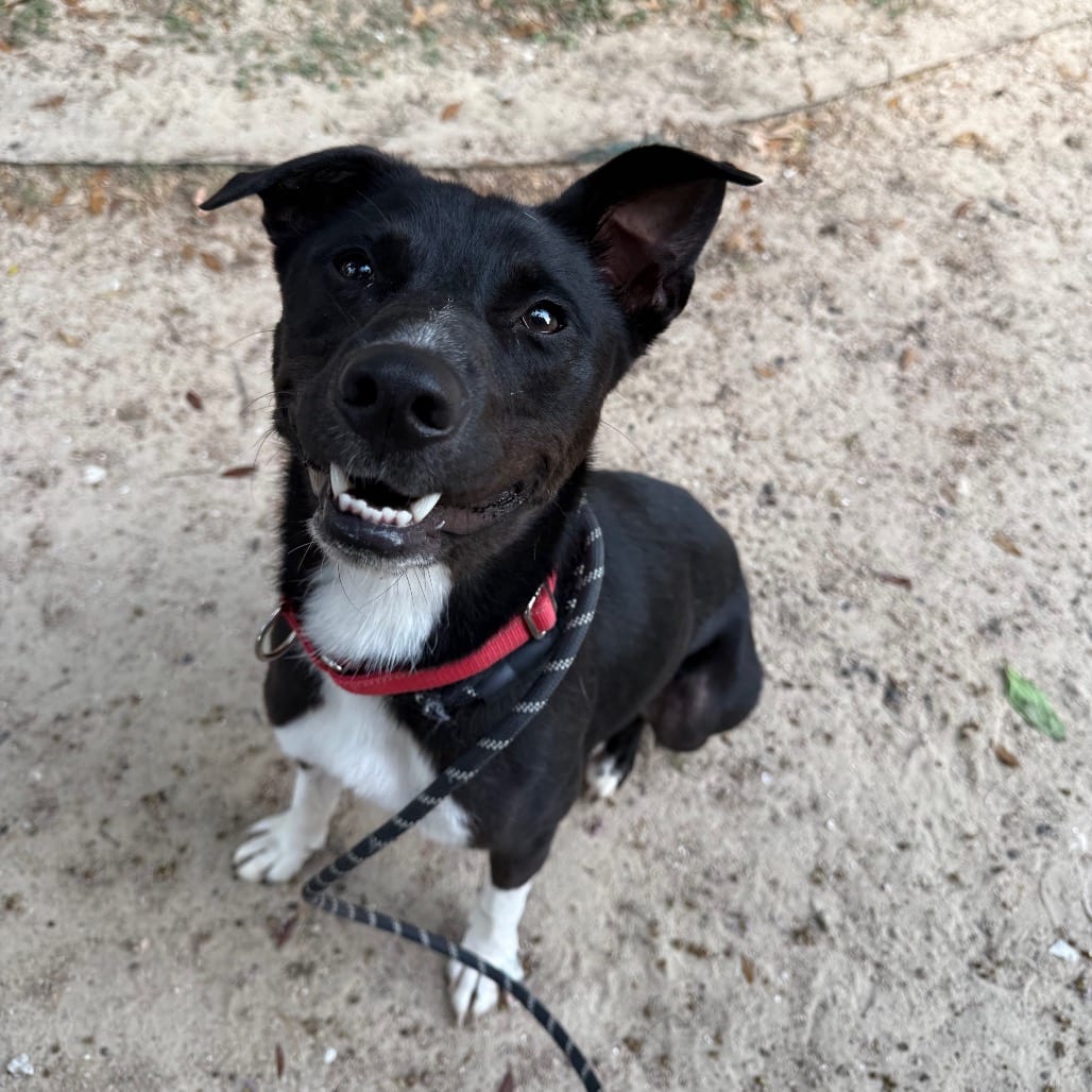 Photo of Natalie, adoptable Pointer / Mixed Breed (Medium) in Houston, Texas