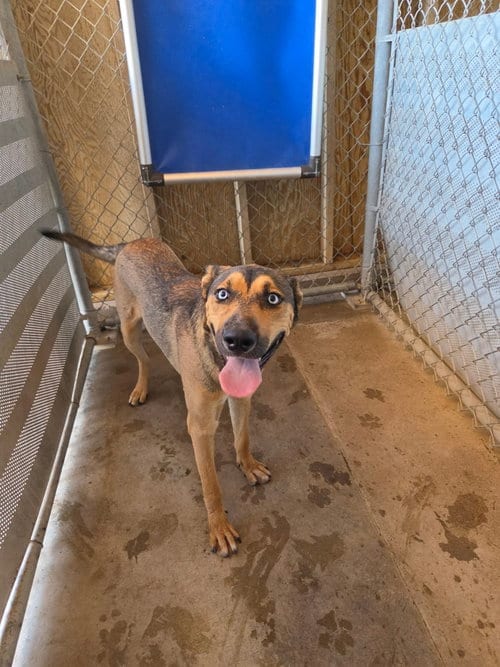 Photo of Evan, adoptable Husky in El Centro, California