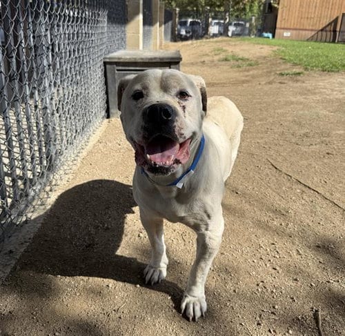Photo of Baymax, adoptable Mastiff in Riverside, California