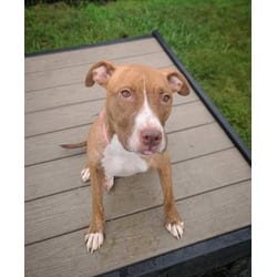 Photo of Sunshine, adoptable Mixed Breed (Medium) in New Castle, Delaware